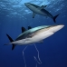shark_silky_far_jar_v_0426_cub5500.jpg